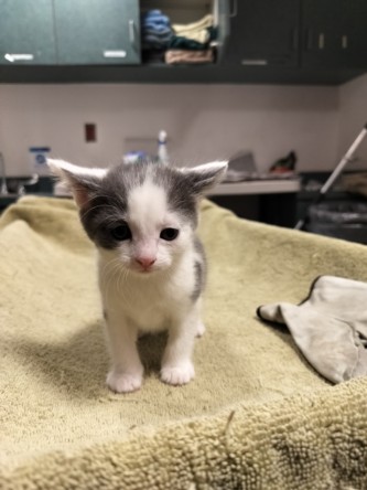 Shelter Stray Female Cat last seen , West Valley Animal Shelter, 20655 Plummer St, Chatsworth, CA 91311, USA