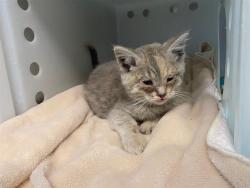 Shelter Stray Female Cat last seen Near BLOCK N HUMBOLDT BLVD, 3839 W Burnham St, West Milwaukee, WI 53215, USA