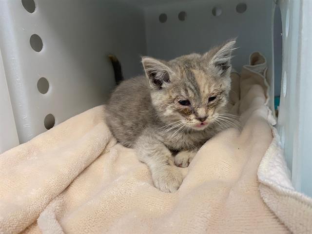 Shelter Stray Female Cat last seen Near BLOCK N HUMBOLDT BLVD, 3839 W Burnham St, West Milwaukee, WI 53215, USA