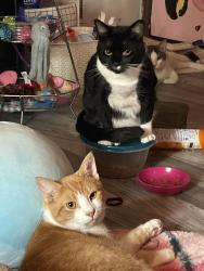 Lost Male Cat last seen Cedar trail Jonesboro ga  Kingdom Hall of Jehovah’s Witness church, Jonesboro, GA 30238