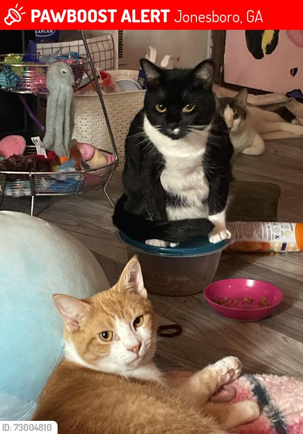 Lost Male Cat last seen Cedar trail Jonesboro ga  Kingdom Hall of Jehovah’s Witness church, Jonesboro, GA 30238