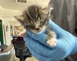 Shelter Stray Male Cat last seen SIERRA X BASELINE, 333 Chandler Pl, San Bernardino, CA 92408, USA