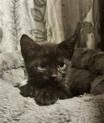 Shelter Stray Female Cat last seen , 333 Chandler Pl, San Bernardino, CA 92408, USA