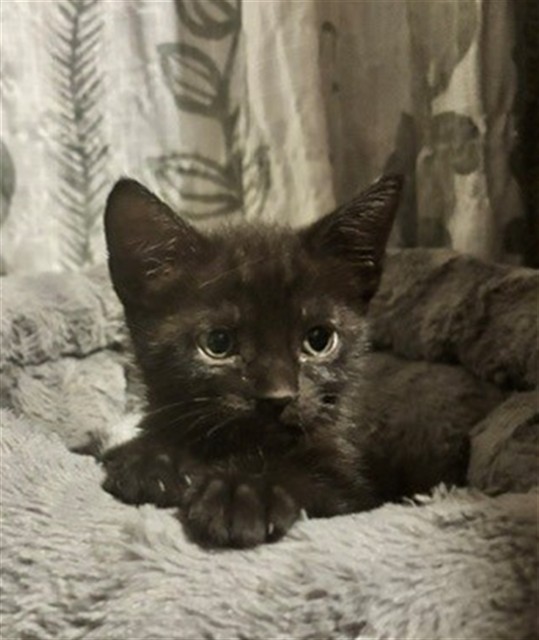 Shelter Stray Female Cat last seen , 333 Chandler Pl, San Bernardino, CA 92408, USA