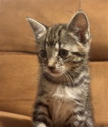 Shelter Stray Female Cat last seen , 333 Chandler Pl, San Bernardino, CA 92408, USA