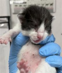 Shelter Stray Male Cat last seen , 333 Chandler Pl, San Bernardino, CA 92408, USA