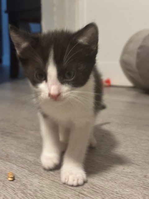 Shelter Stray Male Cat last seen , 333 Chandler Pl, San Bernardino, CA 92408, USA