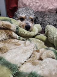 Lost Male Dog last seen 10th street, Long Beach, CA 90813