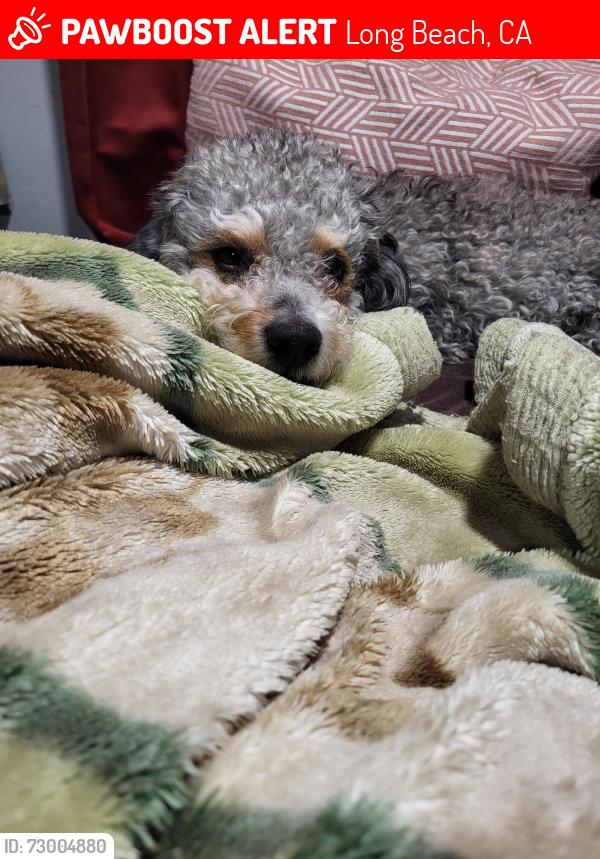 Lost Male Dog last seen 10th street, Long Beach, CA 90813