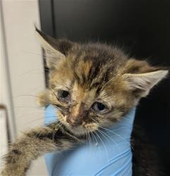 Shelter Stray Female Cat last seen W GILBERT J. ADAME CT & N MERIDIAN AVE, COLTON, CA, 92324, 333 Chandler Pl, San Bernardino, CA 92408, USA