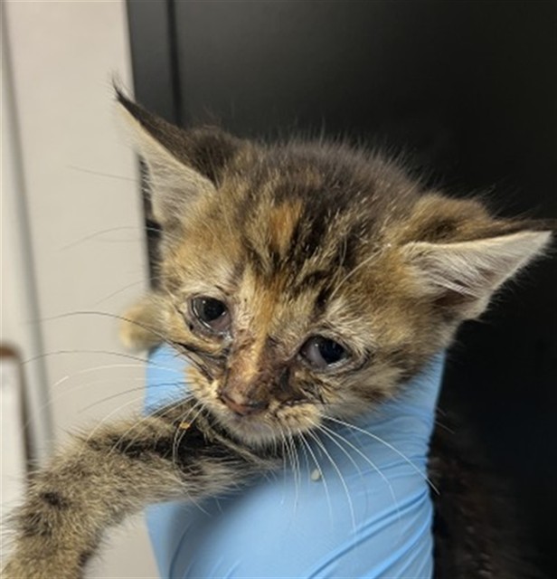 Shelter Stray Female Cat last seen W GILBERT J. ADAME CT & N MERIDIAN AVE, COLTON, CA, 92324, 333 Chandler Pl, San Bernardino, CA 92408, USA
