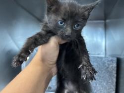 Shelter Stray Female Cat last seen W 48TH ST X LITTLE MOUNTAIN DR, 333 Chandler Pl, San Bernardino, CA 92408, USA