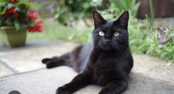 Lost Female Cat last seen Sunny hill/hwy 62, Joshua Tree, CA 92252