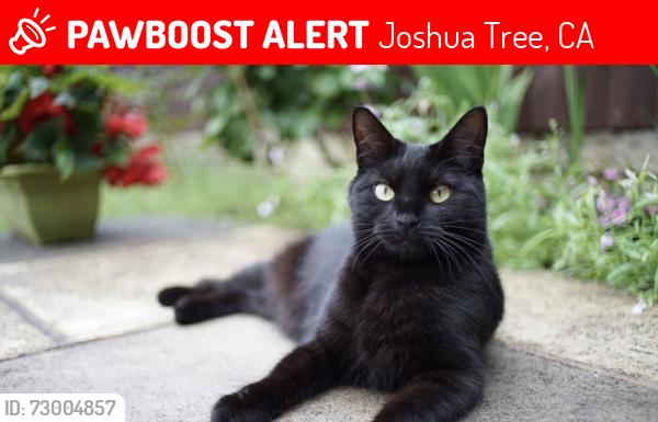 Lost Female Cat last seen Sunny hill/hwy 62, Joshua Tree, CA 92252