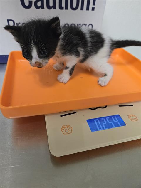 Shelter Stray Male Cat last seen Near BLOCK PIONEER DR, BAKERSFIELD CA 93306, 3951 Fruitvale Ave, Bakersfield, CA 93308, USA