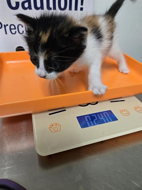 Shelter Stray Female Cat last seen Near BLOCK PIONEER DR, BAKERSFIELD CA 93306, 3951 Fruitvale Ave, Bakersfield, CA 93308, USA