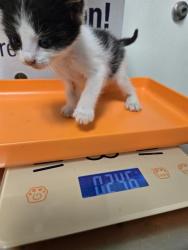 Shelter Stray Female Cat last seen Near BLOCK PIONEER DR, BAKERSFIELD CA 93306, 3951 Fruitvale Ave, Bakersfield, CA 93308, USA