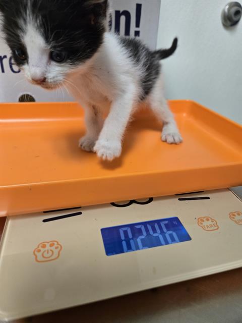 Shelter Stray Female Cat last seen Near BLOCK PIONEER DR, BAKERSFIELD CA 93306, 3951 Fruitvale Ave, Bakersfield, CA 93308, USA