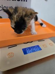 Shelter Stray Female Cat last seen Near BLOCK PIONEER DR, BAKERSFIELD CA 93306, 3951 Fruitvale Ave, Bakersfield, CA 93308, USA