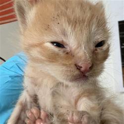 Shelter Stray Male Cat last seen OREGON DR, BAKERSFIELD CA 93306, 3951 Fruitvale Ave, Bakersfield, CA 93308, USA