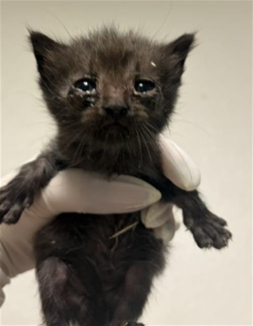 Shelter Stray Male Cat last seen Near BLOCK WRIGHT AVE, BAKERSFIELD CA 93308, 3951 Fruitvale Ave, Bakersfield, CA 93308, USA