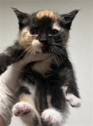 Shelter Stray Female Cat last seen Near BLOCK WRIGHT AVE, BAKERSFIELD CA 93308, 3951 Fruitvale Ave, Bakersfield, CA 93308, USA