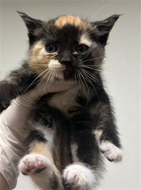 Shelter Stray Female Cat last seen Near BLOCK WRIGHT AVE, BAKERSFIELD CA 93308, 3951 Fruitvale Ave, Bakersfield, CA 93308, USA