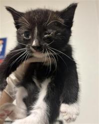 Shelter Stray Female Cat last seen Near BLOCK WRIGHT AVE, BAKERSFIELD CA 93308, 3951 Fruitvale Ave, Bakersfield, CA 93308, USA