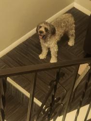 Found/Stray Unknown Dog last seen first and sheridan , Lakewood, CO 80226