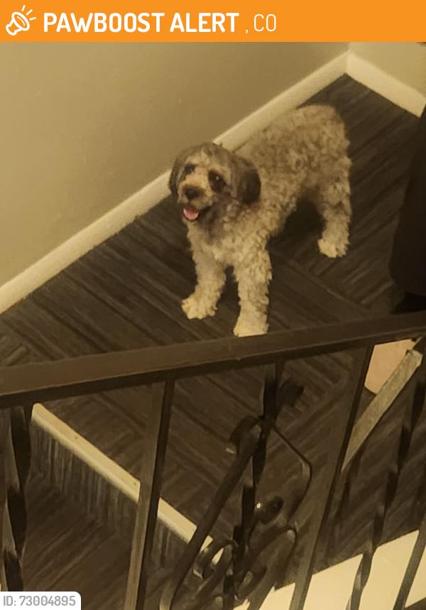 Found/Stray Unknown Dog last seen first and sheridan , Lakewood, CO 80226