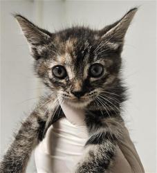 Shelter Stray Female Cat last seen Near BLOCK ROSE MARIE DR, BAKERSFIELD CA 93304, 3951 Fruitvale Ave, Bakersfield, CA 93308, USA