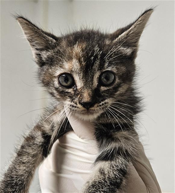 Shelter Stray Female Cat last seen Near BLOCK ROSE MARIE DR, BAKERSFIELD CA 93304, 3951 Fruitvale Ave, Bakersfield, CA 93308, USA