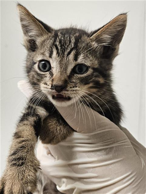 Shelter Stray Male Cat last seen Near BLOCK ROSE MARIE DR, BAKERSFIELD CA 93304, 3951 Fruitvale Ave, Bakersfield, CA 93308, USA