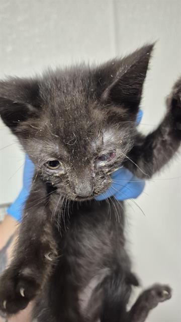 Shelter Stray Female Cat last seen Near BLOCK B ST, ROSAMOND CA 93560, 3951 Fruitvale Ave, Bakersfield, CA 93308, USA