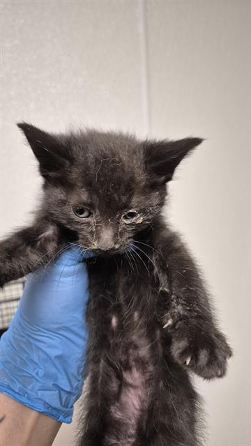 Shelter Stray Female Cat last seen Near BLOCK B ST, ROSAMOND CA 93560, 3951 Fruitvale Ave, Bakersfield, CA 93308, USA