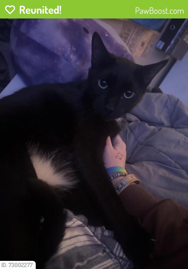 Reunited Male Cat last seen lyrewood @ wilshire, Oklahoma City, OK 73132