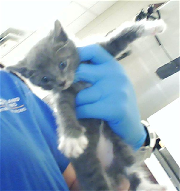 Shelter Stray Female Cat last seen Near BLOCK IRONWOOD DR, FAYETTEVILLE NC 28304, 4704 Corporation Dr, Fayetteville, NC 28306, USA
