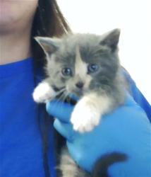 Shelter Stray Female Cat last seen Near BLOCK IRONWOOD DR, FAYETTEVILLE NC 28304, 4704 Corporation Dr, Fayetteville, NC 28306, USA