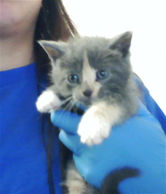 Shelter Stray Female Cat last seen Near BLOCK IRONWOOD DR, FAYETTEVILLE NC 28304, 4704 Corporation Dr, Fayetteville, NC 28306, USA