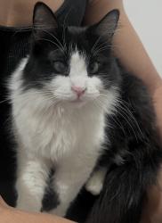 Reunited Female Cat last seen Near E Balch Ave, Fresno, CA 93702, USA, Fresno, CA 93702