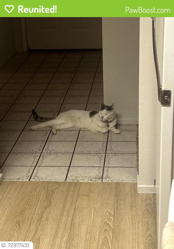 Reunited Male Cat last seen Marlene Ave, Redding, Ca, Redding, CA 96002
