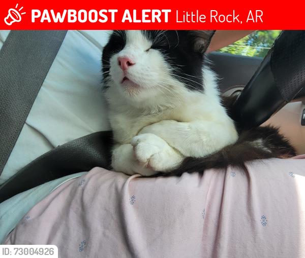 Lost Male Cat last seen Near switch lane little rock near to Dixon, Little Rock, AR 72206