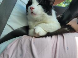 Lost Male Cat last seen Near switch lane little rock near to Dixon, Little Rock, AR 72206