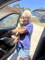 Reunited Male Dog last seen Springdale & Warner; Carr Park, Huntington Beach, CA 92648
