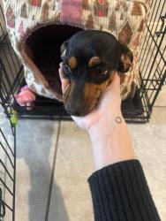 Reunited Female Dog last seen Glendale, AZ 85307, USA, Luke Air Force Base, AZ 85307
