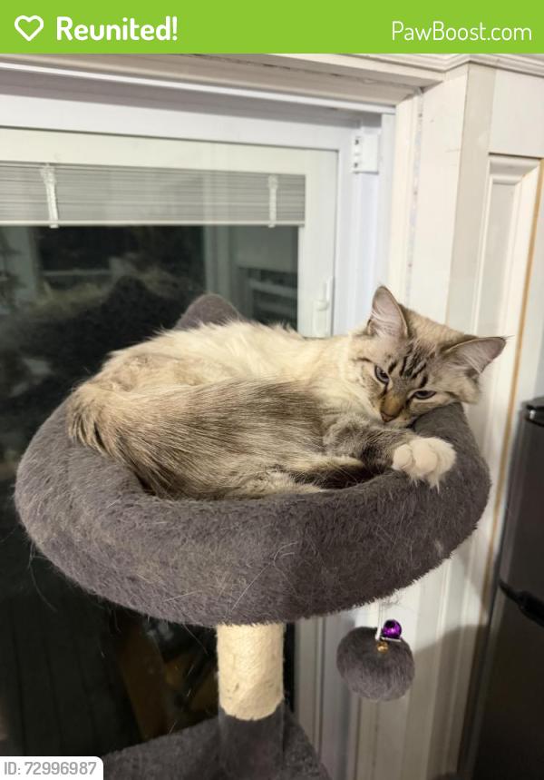 Reunited Female Cat last seen Near Welles Ave, Boston, MA 02124