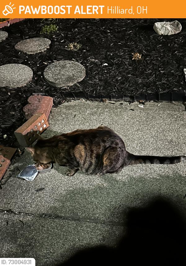 Found/Stray Female Cat last seen Davidson run , Hilliard, OH 43026