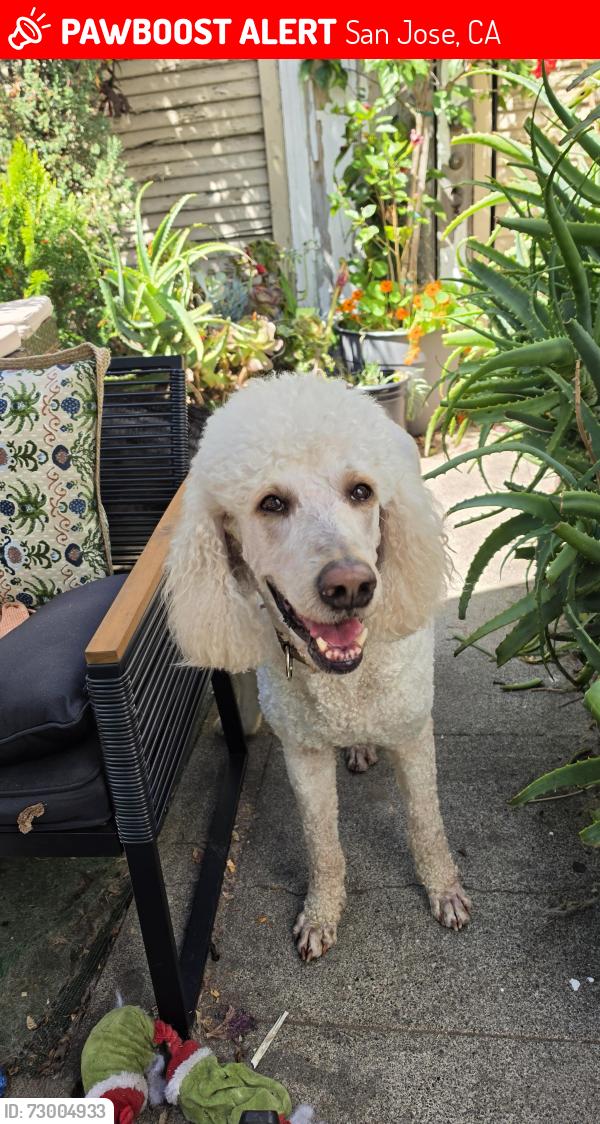 Lost Male Dog last seen hse of bagels, San Jose, CA 95112