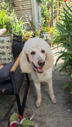 Lost Male Dog last seen hse of bagels, San Jose, CA 95112