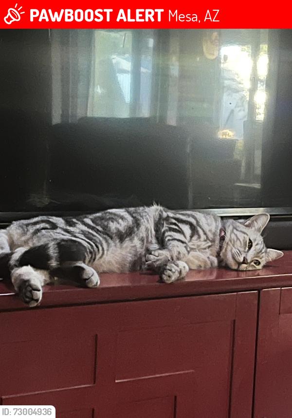 Lost Female Cat last seen Higley and university , Mesa, AZ 85205